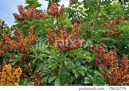 雷拉廚師的水果 79628779