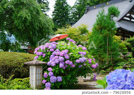 伊那市神明寺的繡球花 伊那市神明寺的繡球花 79628956