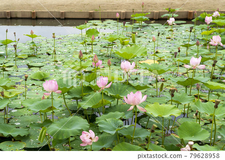 福島縣國見町敦賀千歲公園中尊寺蓮花 福島縣國見町敦賀千歲公園中尊寺蓮花 79628958
