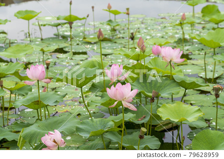 福島縣國見町敦賀千歲公園中尊寺蓮花 福島縣國見町敦賀千歲公園中尊寺蓮花 79628959