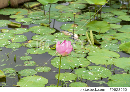 福島縣國見町敦賀千歲公園中尊寺蓮花 福島縣國見町敦賀千歲公園中尊寺蓮花 79628960