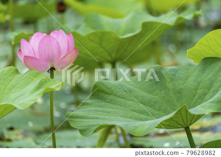 福島縣國見町敦賀千歲公園中尊寺蓮花 79628982