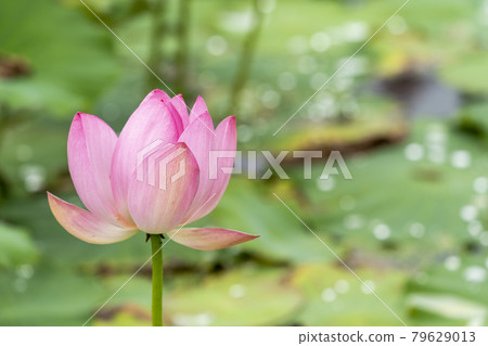 Chusonji Lotus in Atsukashi Chitose Park, Kunimi Town, Fukushima Prefecture 79629013