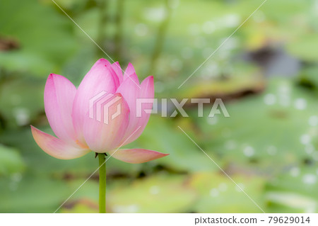 Chusonji Lotus in Atsukashi Chitose Park, Kunimi Town, Fukushima Prefecture 79629014