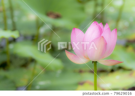 Chusonji Lotus in Atsukashi Chitose Park, Kunimi Town, Fukushima Prefecture 79629016