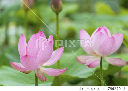 Chusonji Lotus in Atsukashi Chitose Park, Kunimi Town, Fukushima Prefecture 79629044