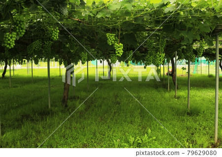 Vineyard Vineyard 79629080