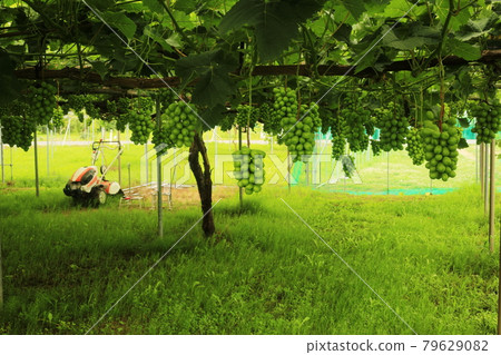 Vineyard Vineyard 79629082