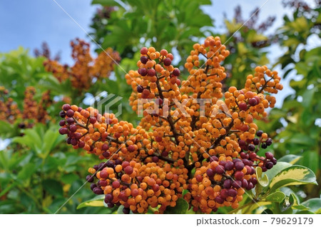 雷拉廚師的水果 79629179