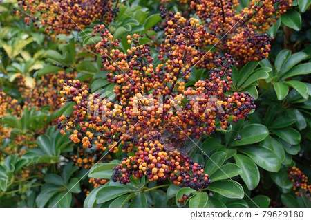 雷拉廚師的水果 雷拉廚師的水果 79629180