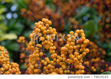 雷拉廚師的水果 79629183