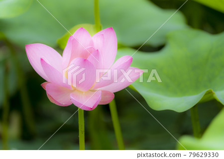 Chusonji Lotus in Atsukashi Chitose Park, Kunimi Town, Fukushima Prefecture Chusonji Lotus in Atsukashi Chitose Park, Kunimi Town, Fukushima Prefecture 79629330