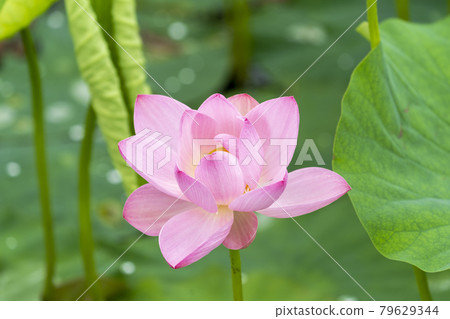 福島縣國見町敦賀千歲公園中尊寺蓮花 79629344