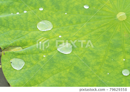 Chusonji Lotus in Atsukashi Chitose Park, Kunimi Town, Fukushima Prefecture 79629358