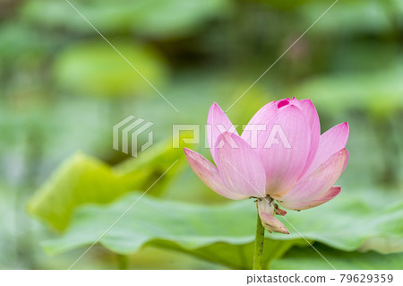 Chusonji Lotus in Atsukashi Chitose Park, Kunimi Town, Fukushima Prefecture Chusonji Lotus in Atsukashi Chitose Park, Kunimi Town, Fukushima Prefecture 79629359