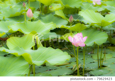 Chusonji Lotus in Atsukashi Chitose Park, Kunimi Town, Fukushima Prefecture Chusonji Lotus in Atsukashi Chitose Park, Kunimi Town, Fukushima Prefecture 79629423