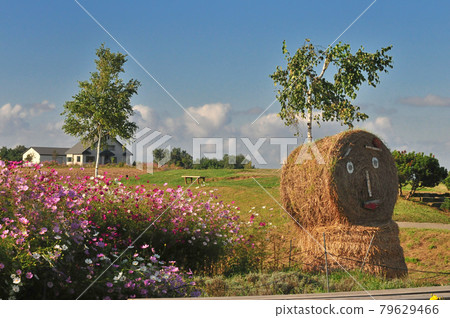 Scenery of Biei Hokkaido Scenery of Biei Hokkaido 79629466