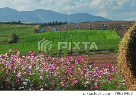 Scenery of Biei Hokkaido Scenery of Biei Hokkaido 79629468