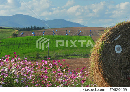 Scenery of Biei Hokkaido Scenery of Biei Hokkaido 79629469