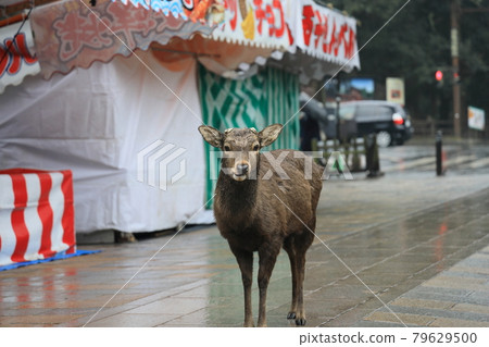 Nara Todaiji Temple Nara Todaiji Temple 79629500