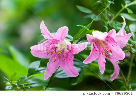 粉色百合花 79629501