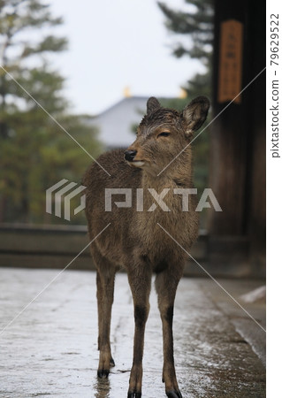 奈良東大寺 79629522