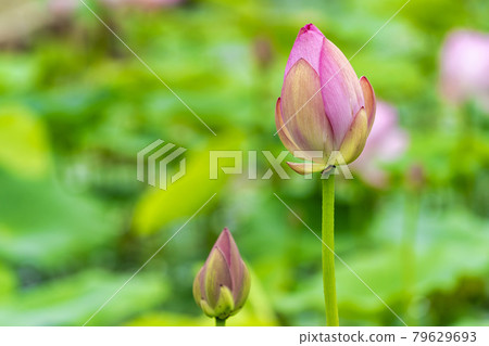 Chusonji Lotus in Atsukashi Chitose Park, Kunimi Town, Fukushima Prefecture Chusonji Lotus in Atsukashi Chitose Park, Kunimi Town, Fukushima Prefecture 79629693