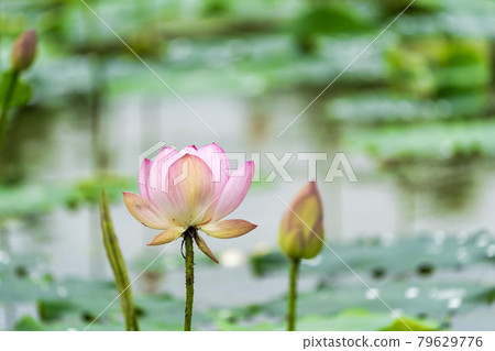 福島縣國見町敦賀千歲公園中尊寺蓮花 79629776