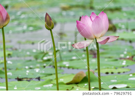 Chusonji Lotus in Atsukashi Chitose Park, Kunimi Town, Fukushima Prefecture 79629791
