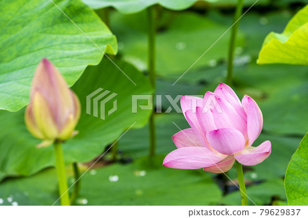 福島縣國見町敦賀千歲公園中尊寺蓮花 福島縣國見町敦賀千歲公園中尊寺蓮花 79629837