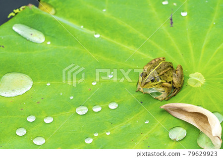 Chusonji Lotus and Frog in Atsukashi Chitose Park, Kunimi Town, Fukushima Prefecture 79629923