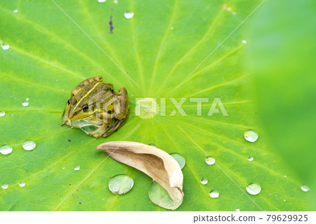 Chusonji Lotus and Frog in Atsukashi Chitose Park, Kunimi Town, Fukushima Prefecture 79629925