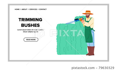 Trimming Bushes Gardener With Trimmer Tool Vector Trimming Bushes Gardener With Trimmer Tool Vector 79630329