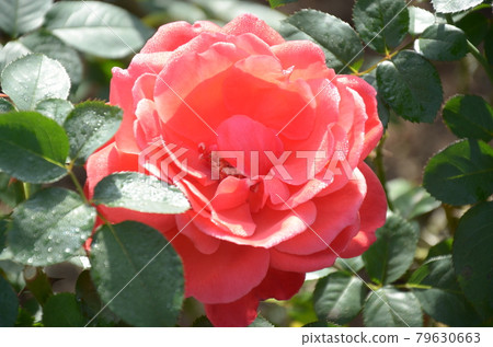花笠玫瑰 花笠玫瑰 79630663