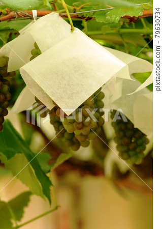 Grapes Grapes 79630734