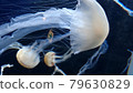 Amakusa jellyfish 79630829
