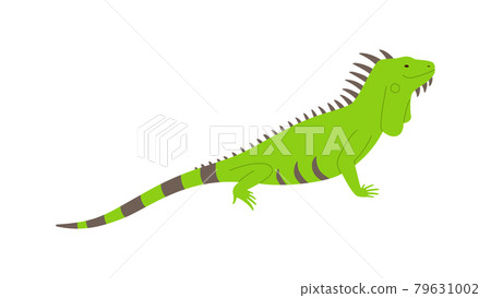 Wild green iguana lizard side view flat vector illustration isolated on white. 79631002