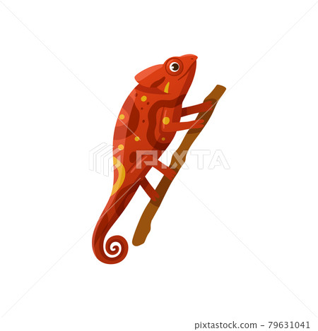 Bright red chameleon, wild lizard, exotic reptile sitting on tree branch. Bright red chameleon, wild lizard, exotic reptile sitting on tree branch. 79631041