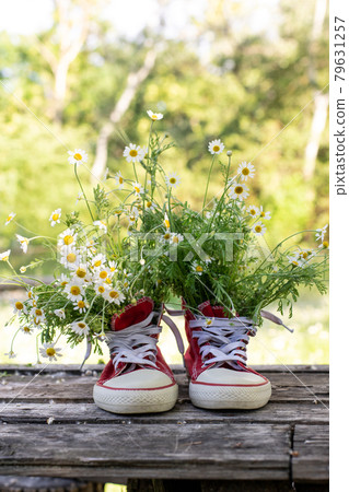 red sneakers with a bouquet of daisies in summer field. 79631257