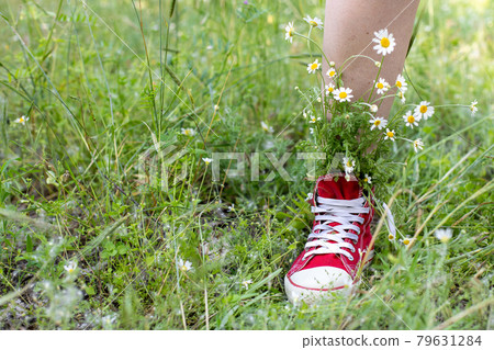 Naked legs in red sneakers with a bouquet of white camomiles in green grass Naked legs in red sneakers with a bouquet of white camomiles in green grass 79631284