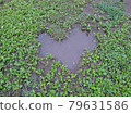 Puddle of heart 79631586