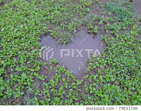Puddle of heart 79631586