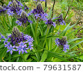 Scilla peruviana (Schiller Peruviana) 79631587