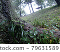 Wet grass, tree roots 79631589