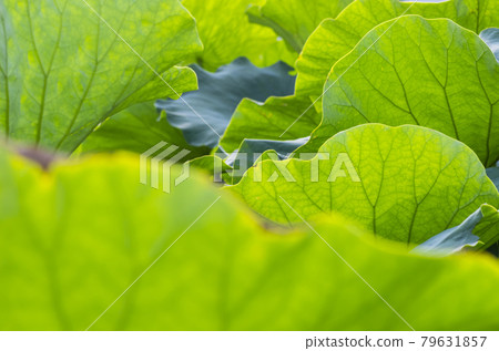 Large lotus leaves fill the screen like waves. Large lotus leaves fill the screen like waves. 79631857