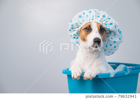 how to bathe jack russell terrier