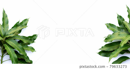 Frame made of mango leaves on white background. 79633273
