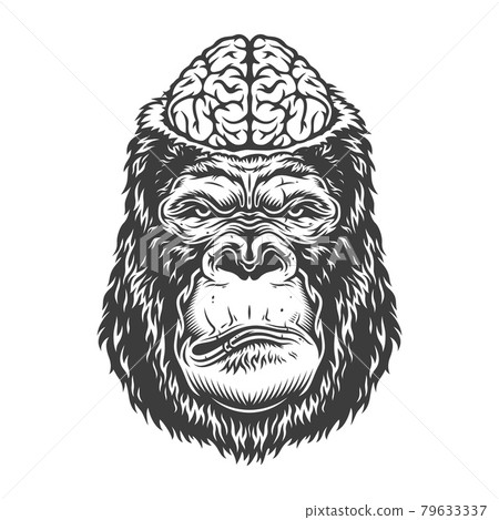 Serious gorilla in monochrome style Serious gorilla in monochrome style 79633337