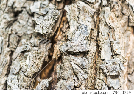 Close-up of bark Yokohama Close-up of bark Yokohama 79633799