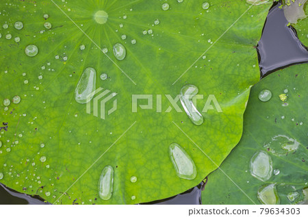 After the rain, water droplets form on lotus leaves. After the rain, water droplets form on lotus leaves. 79634303